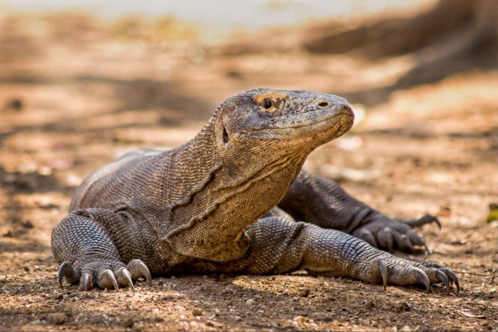 Komodo dragon dewasa di habitat alaminya di Taman Nasional Komodo Nusa Tenggara Timur