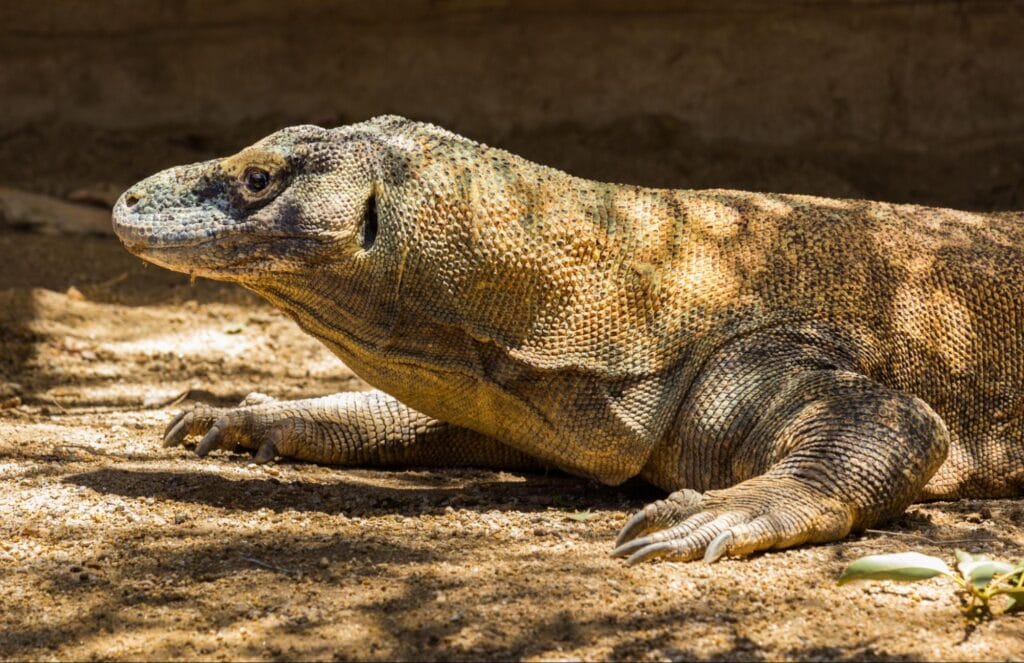 Komodo dragon di area konservasi Taman Nasional Komodo sebagai ikon wisata Labuan Bajo